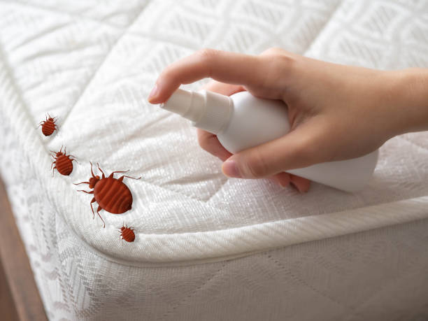 Best Spider Control Near Me  in Eton, GA