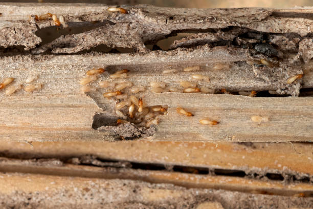 Best Mosquito Control Services  in Eton, GA